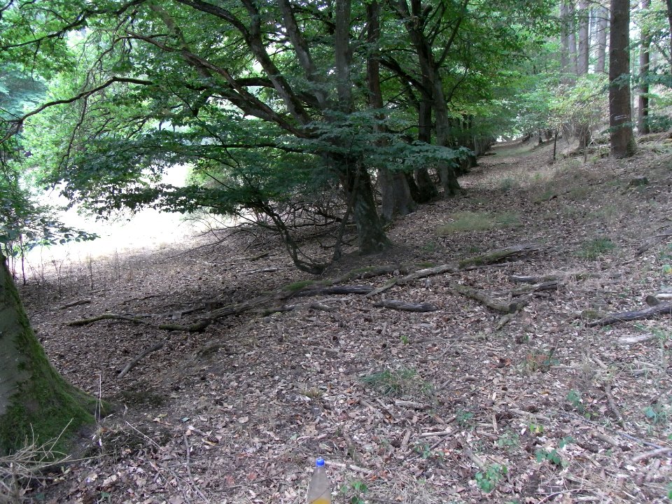 Schmalbach Waldweg zum Zufluss vom FFH+Wasserwerk R0018669