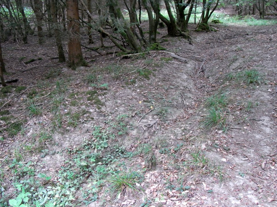 Schmalbach Zufluss km 0,625 ober Pfad R0019693