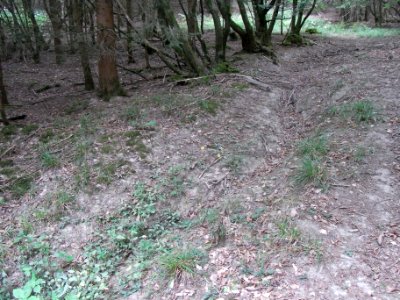Schmalbach Zufluss km 0,625 ober Pfad R0019693