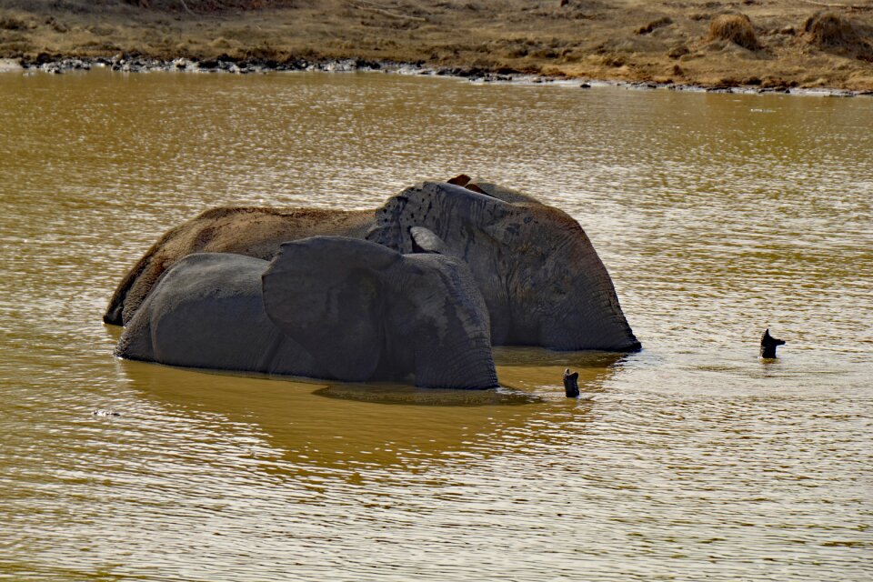 Africa national park safari
