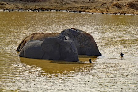 Africa national park safari