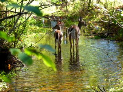 Schmeeckle reserve deer