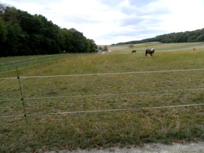 Schmalbach Zufluss km 0,625 Weide Esperheck R0019703