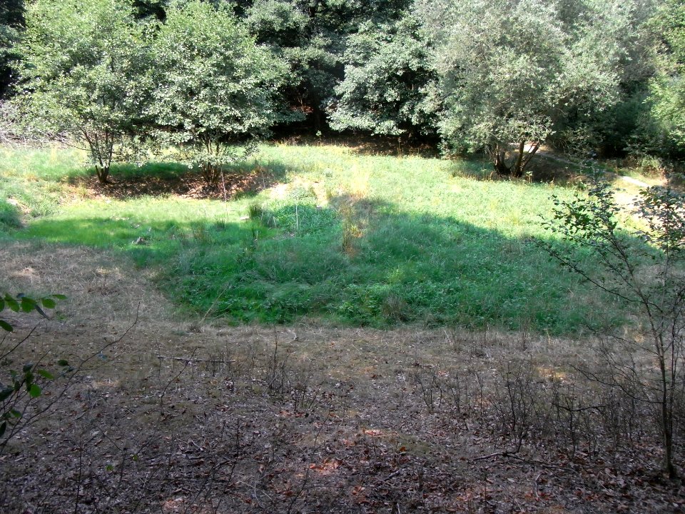 Schmalbach Teiche Amphibienschutzgebiet R0018624