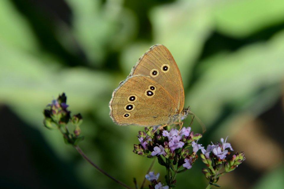 Schornsteinfeger (Aphantopus hyperantus) auf Blüte