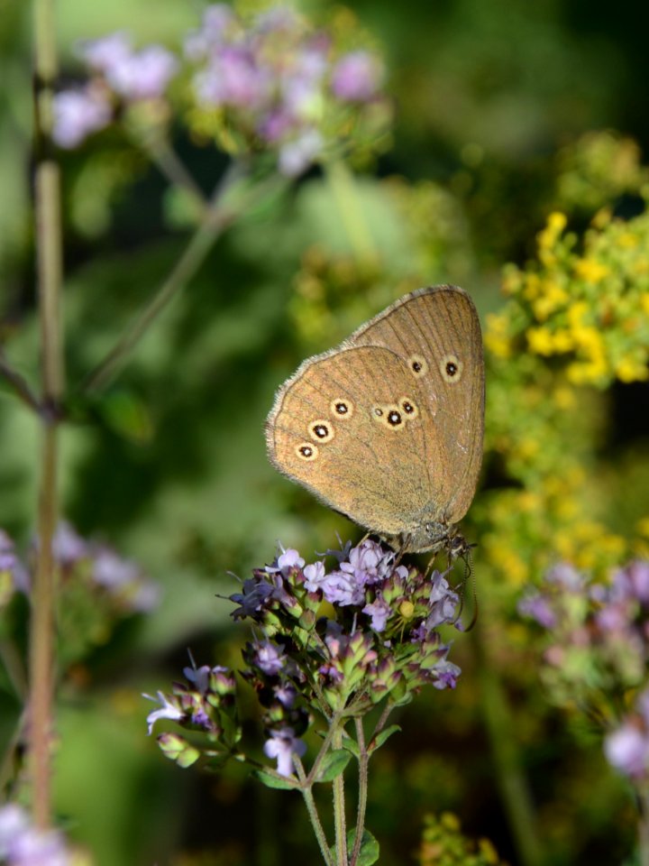 Schornsteinfeger (Aphantopus hyperantus) auf Blüte (3)
