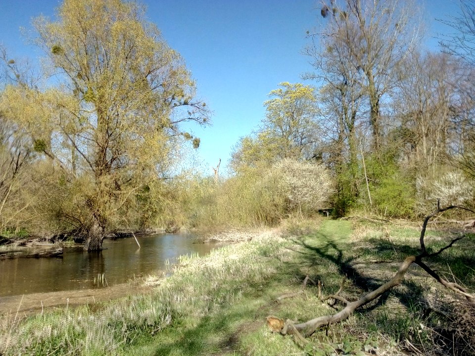 Schlute Sandwiesenschlag, nördlich Furt mit Rückstau vom Herrenwasser