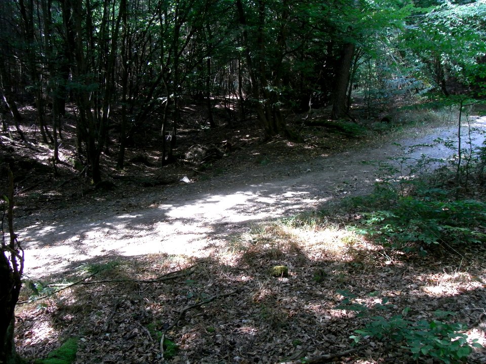 Schmalbach alte Runse mit Weg Amphibienschutzgebiet R0018635