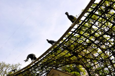 Schlossgarten Schwetzingen 044