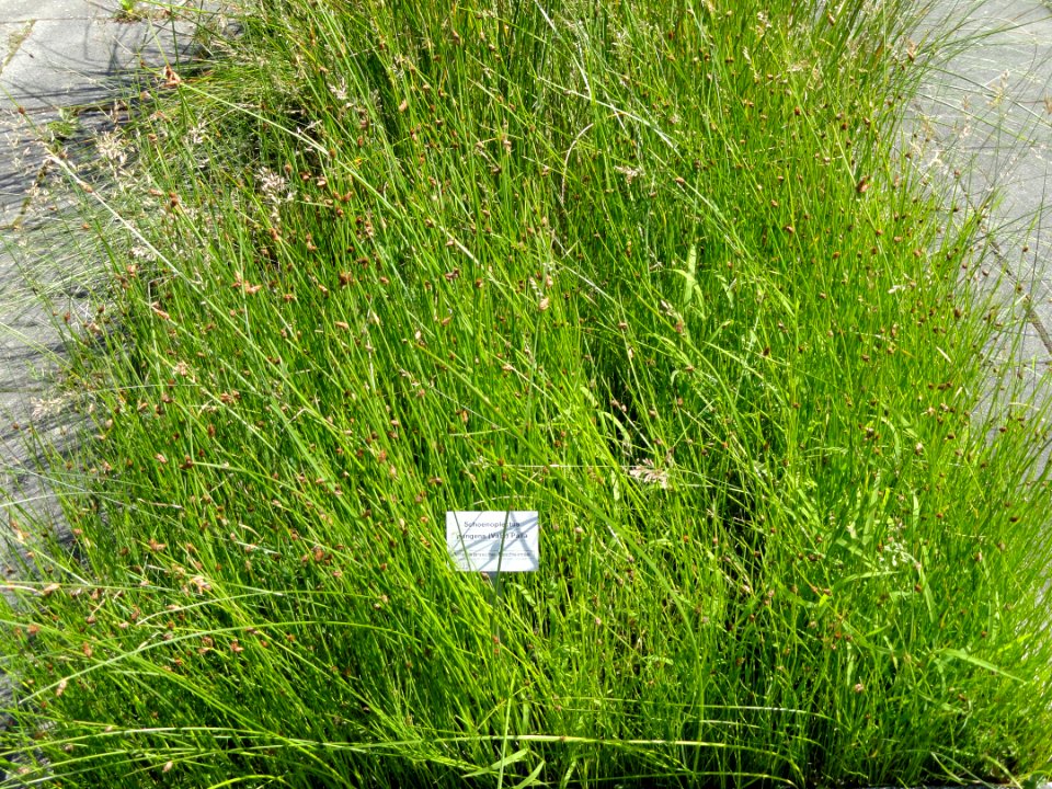 Schoenoplectus pungens - Botanical Garden, University of Frankfurt - DSC02704