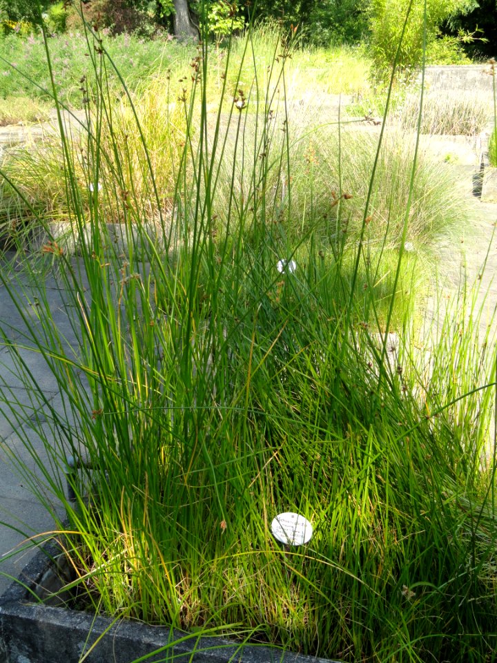 Schoenoplectus triqueter - Botanischer Garten, Frankfurt am Main - DSC03227