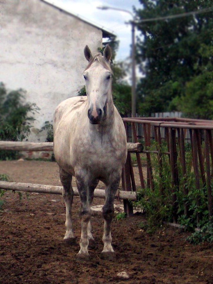Belko white portrait