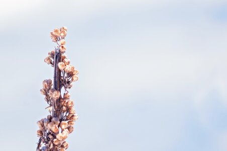 Dry close up nature photo