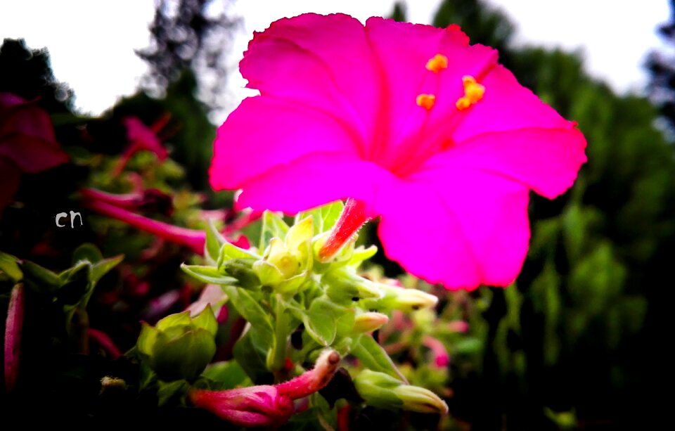 Landscape red red flowers