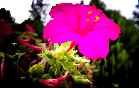 Landscape red red flowers