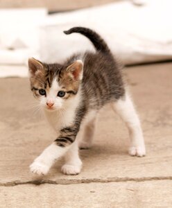Animal kitty brown cat