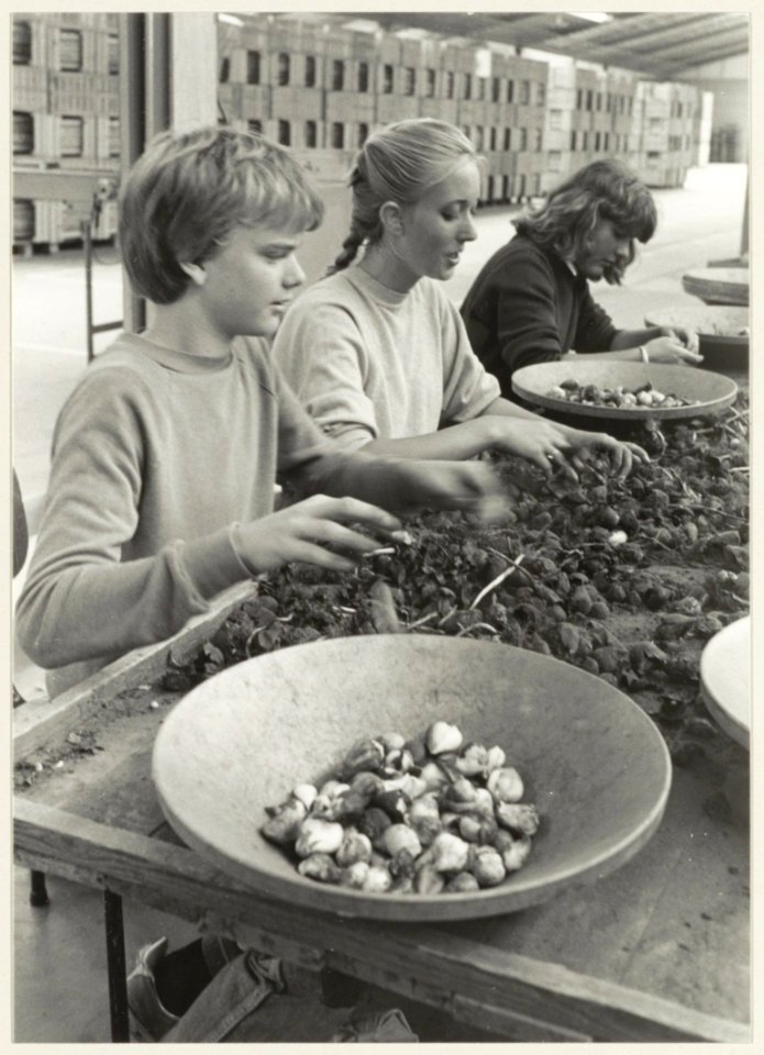 Scholieren pellen bloembollen bij de bollenkwekerij Alfred en René Thoolen, gevestigd aan de rand van het Ramplaankwartier. NL-HlmNHA 54013847