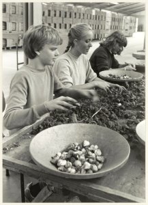 Scholieren pellen bloembollen bij de bollenkwekerij Alfred en René Thoolen, gevestigd aan de rand van het Ramplaankwartier. NL-HlmNHA 54013847
