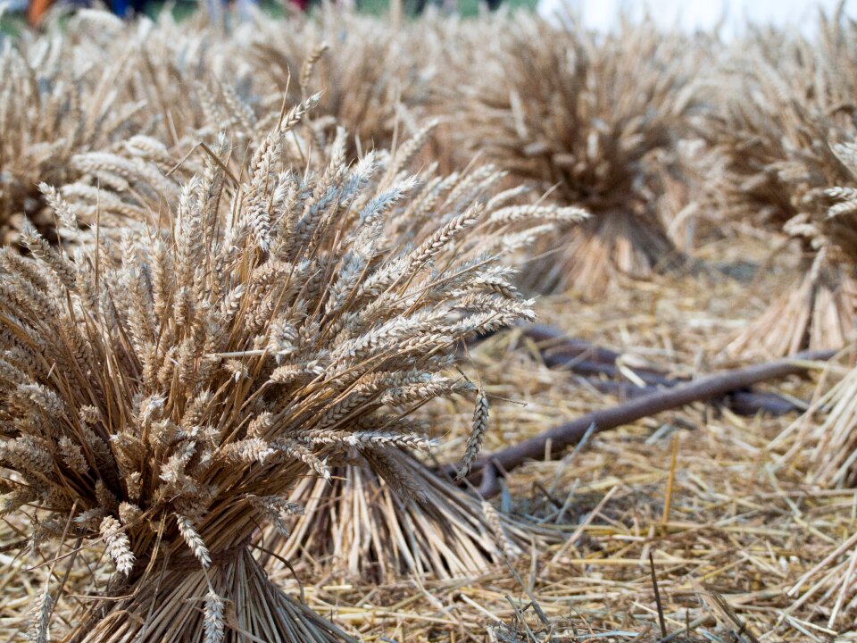 Living history historical wheat