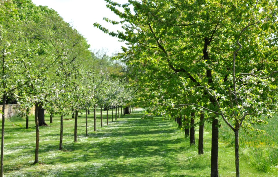 Schlossgarten Schwetzingen 147