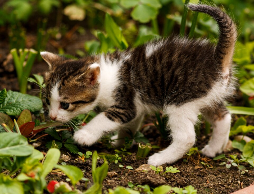 Animal kitty brown cat