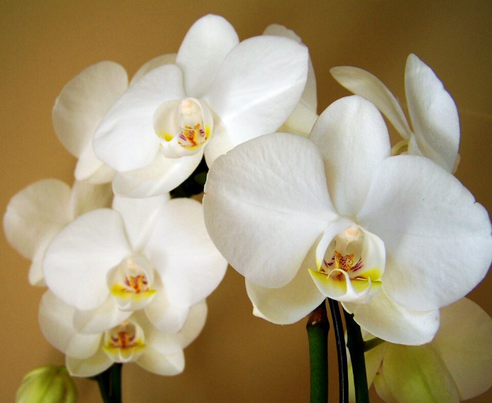 Orchid white flower room plant