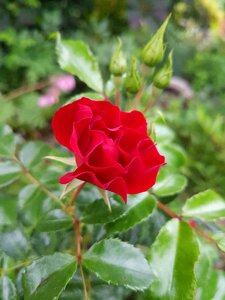 Rose red rose flowers photo