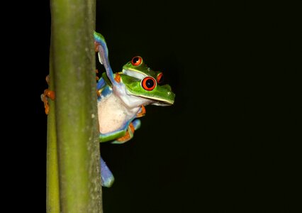 Red-eyed tree frog costa rica tropics