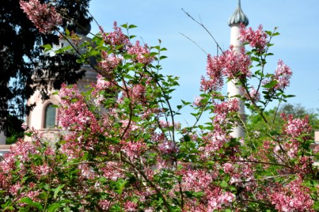 Schlossgarten Schwetzingen 146
