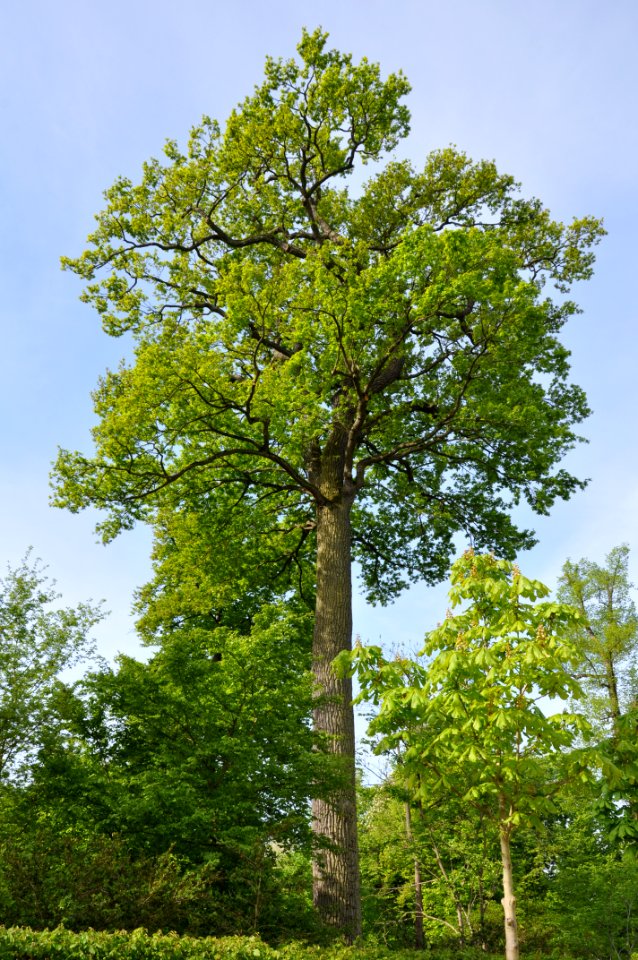Schlossgarten Schwetzingen 082