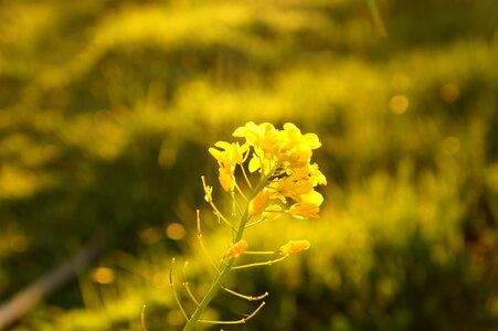 Flowers nature plant