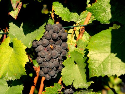 Vineyard winegrowing red photo