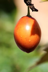 Tropical plant vegetables