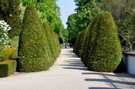Schlossgarten Schwetzingen 144
