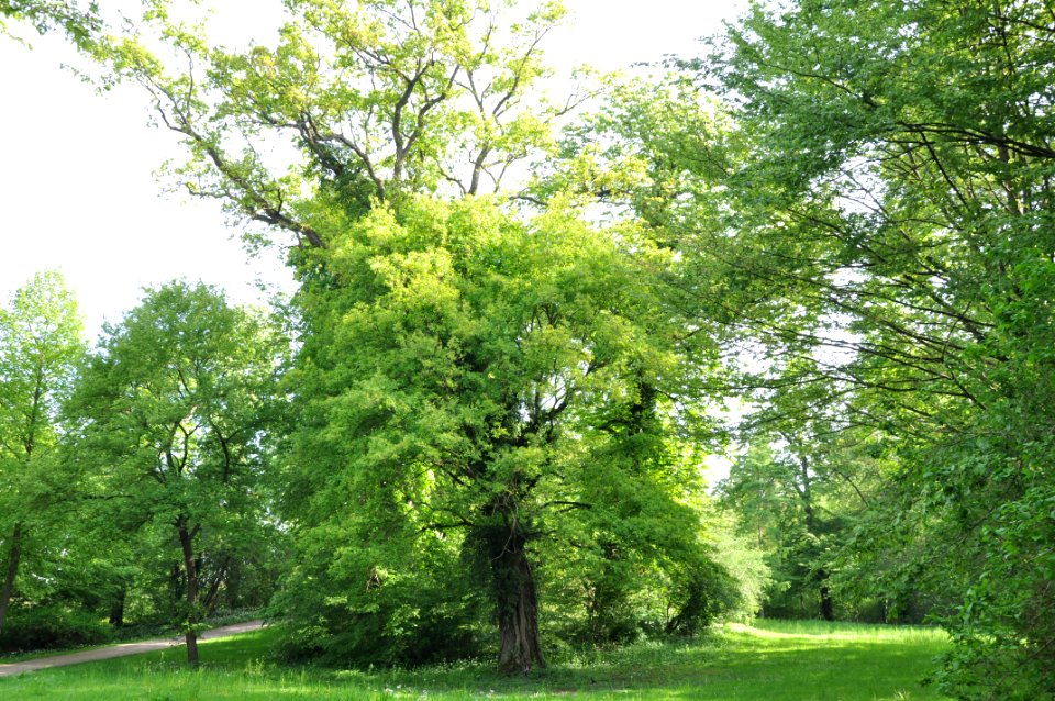 Schlossgarten Schwetzingen 089