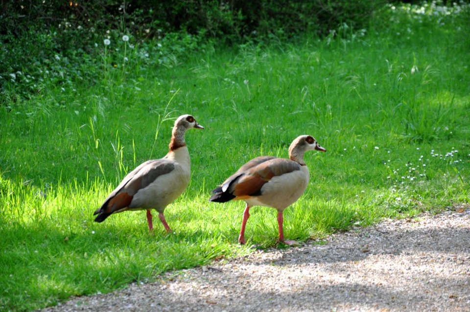 Schlossgarten Schwetzingen 093