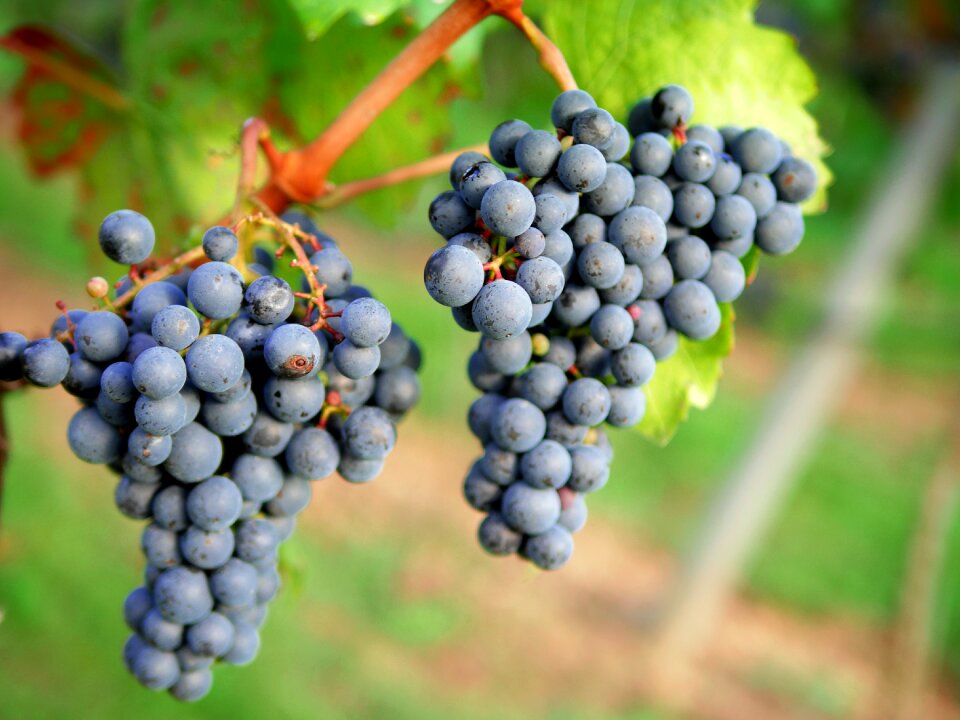Winegrowing red fruit