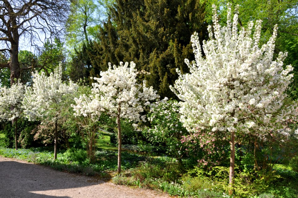 Schlossgarten Schwetzingen 134