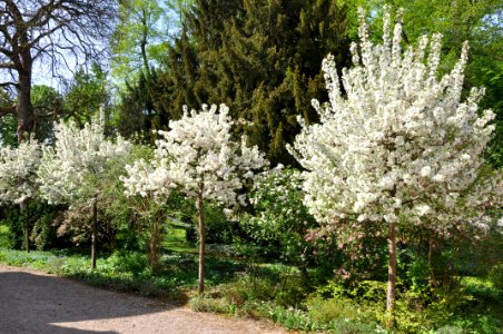 Schlossgarten Schwetzingen 134