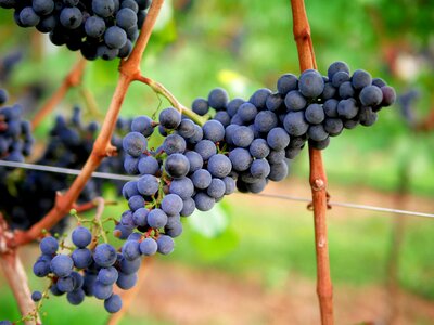 Winegrowing red fruit photo