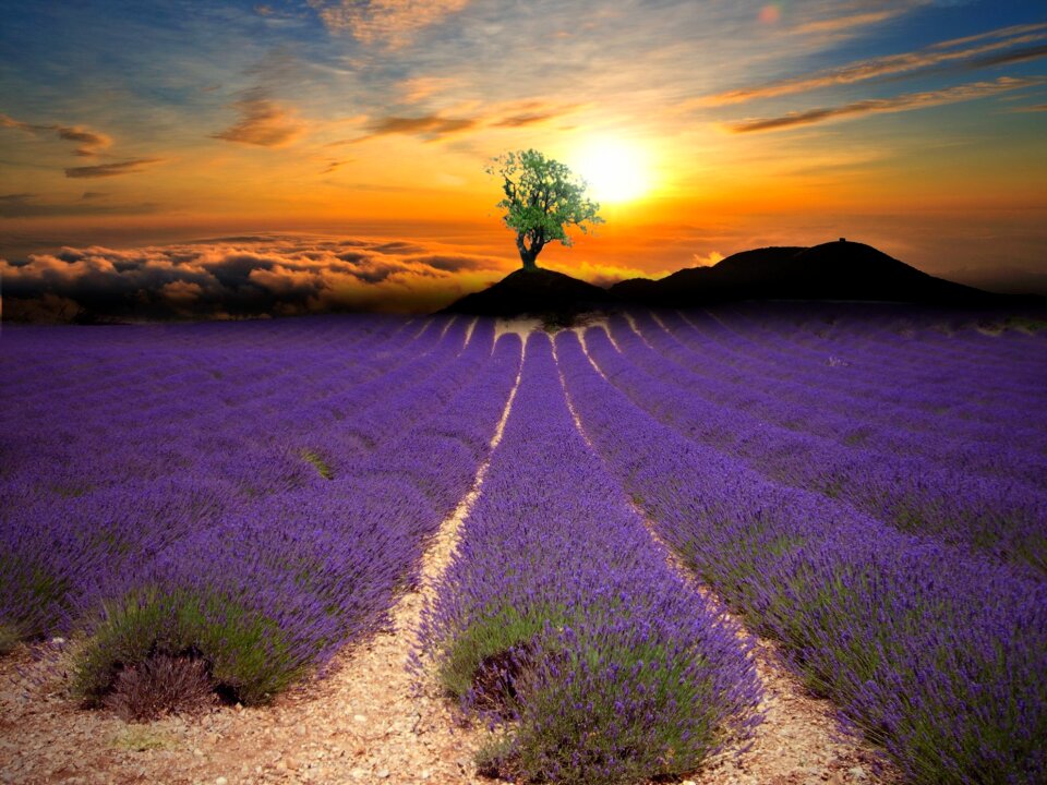 Evening sun nature landscape