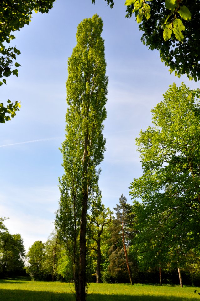 Schlossgarten Schwetzingen 098
