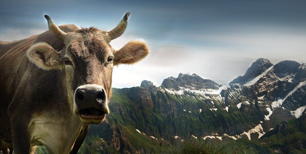 Appenzell swiss alps switzerland