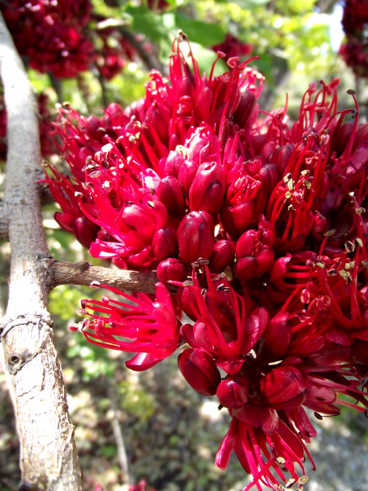 Schotia brachypetala 1