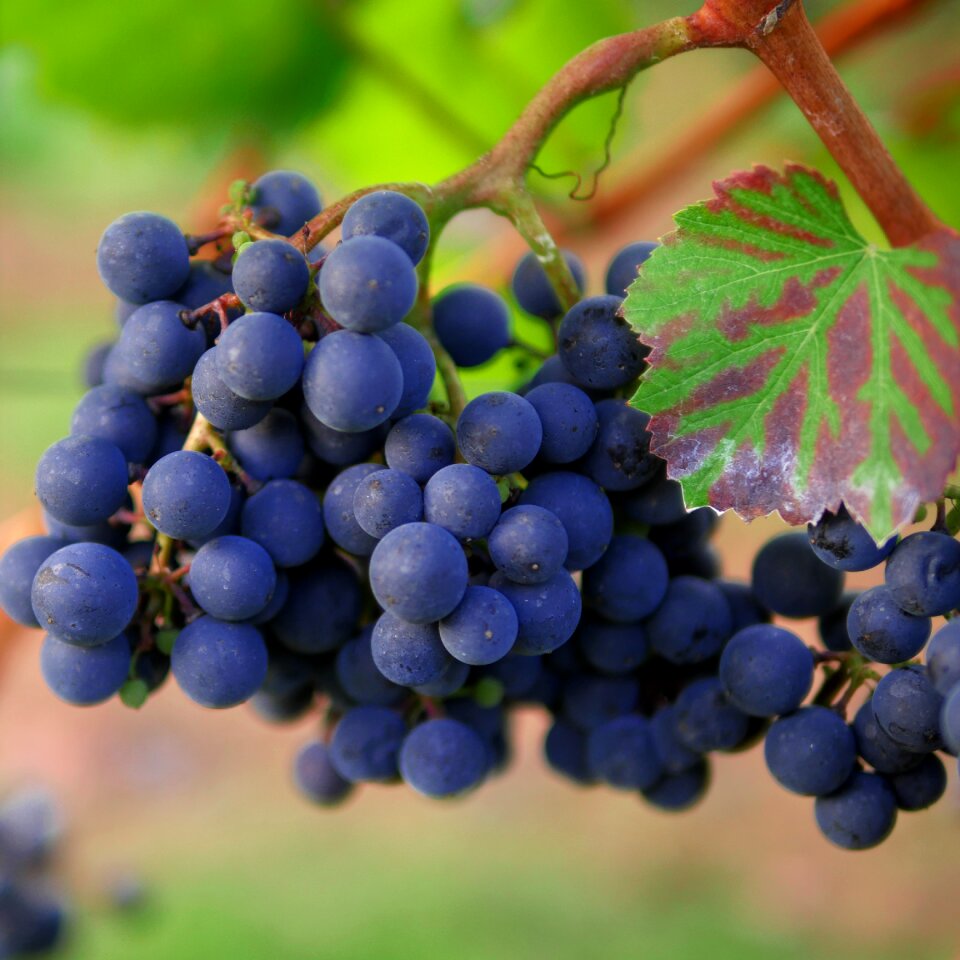 Trollinger winegrowing red photo