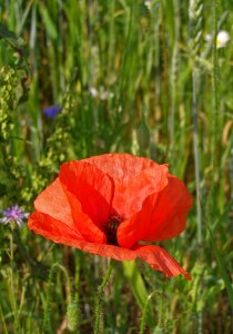 Flower red summer