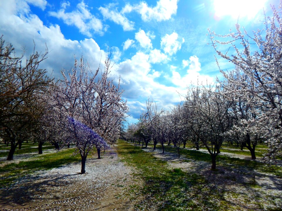 Blossom spring blooming