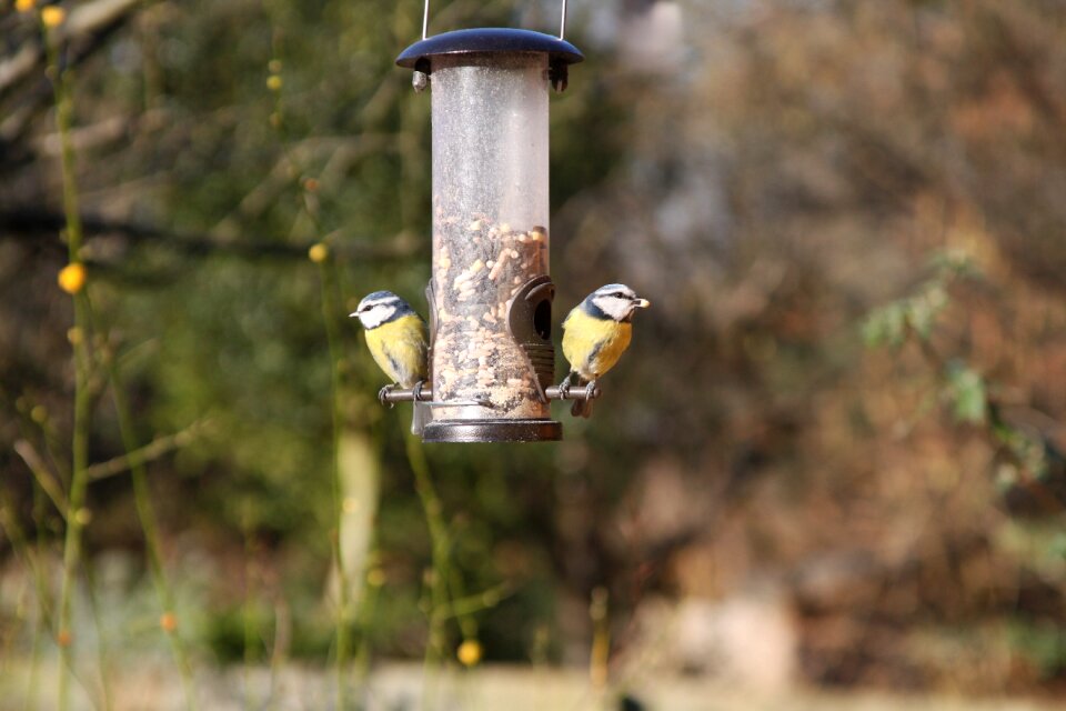 Bird blue tit photo