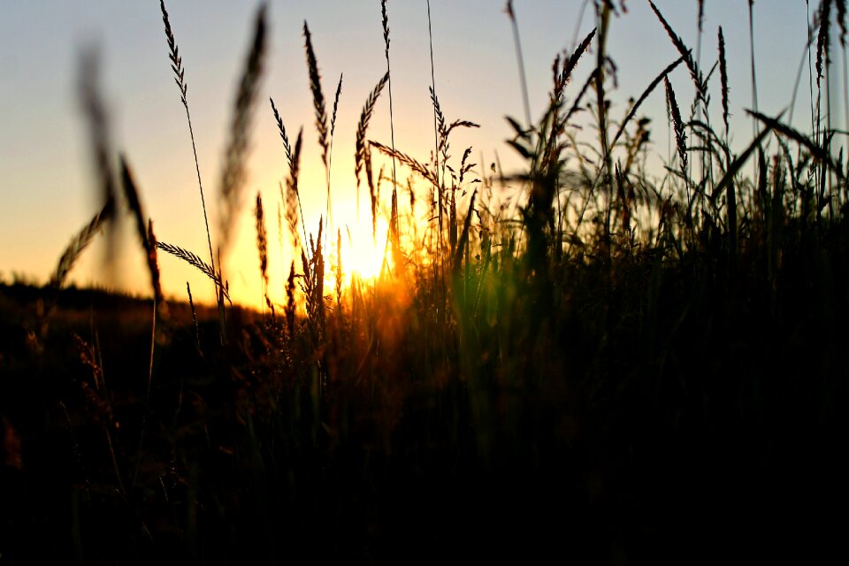 Nature evening summer