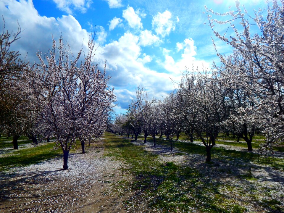 Blossom spring blooming